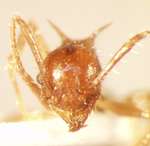 Pheidole spinicornis Eguchi,2001 frontal