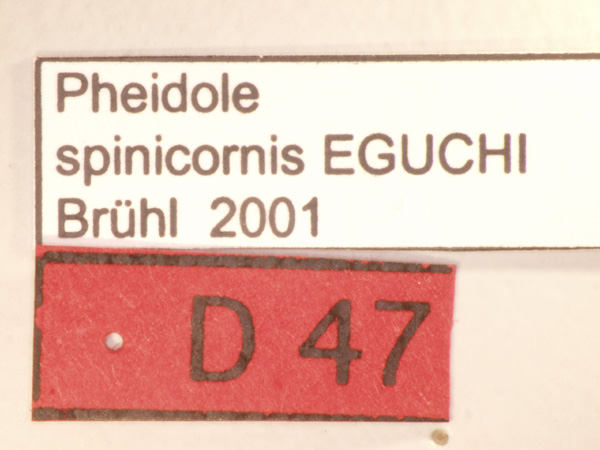 Pheidole spinicornis Eguchi,2001 Label