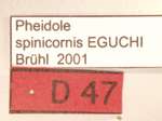 Pheidole spinicornis Eguchi,2001 Label