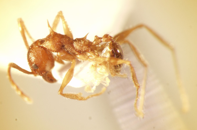 Pheidole spinicornis Eguchi,2001 lateral