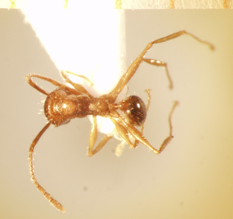 Pheidole spinicornis Eguchi,2001 dorsal