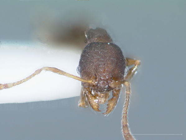 Pheidole tenebricosa Eguchi,2001 frontal