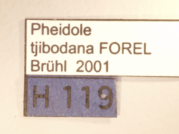 Pheidole tjibodana Forel,1905 Label