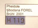 Pheidole tjibodana Forel,1905 Label