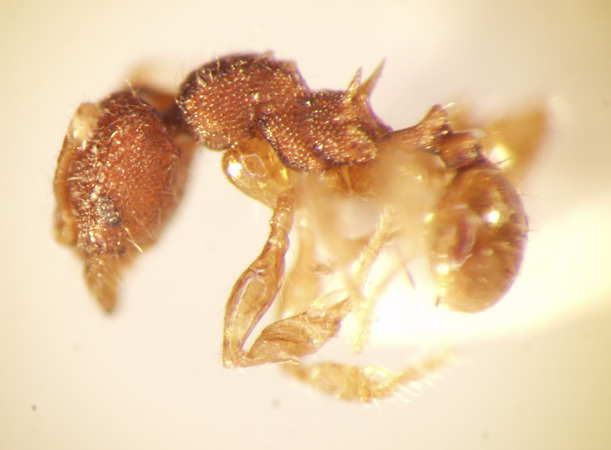 Pheidole tjibodana Forel,1905 lateral