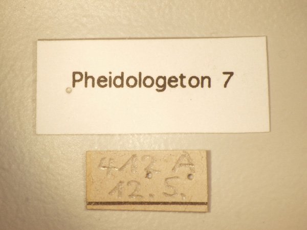 Pheidologeton 7 Label