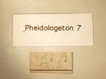 Pheidologeton 7 Label