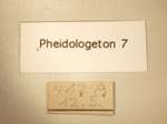 Pheidologeton 7 Label