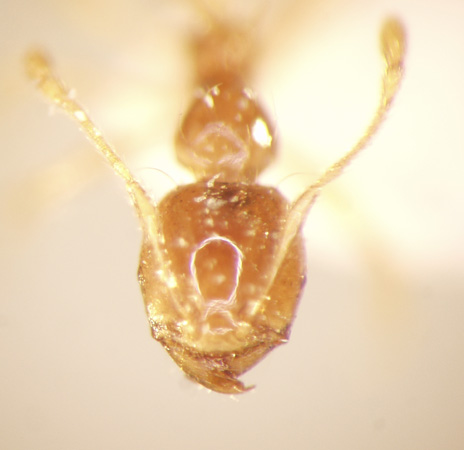 Pheidologeton affinis Jerdon,1851 frontal