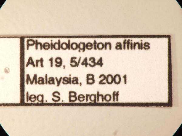 Pheidologeton affinis Jerdon,1851 Label