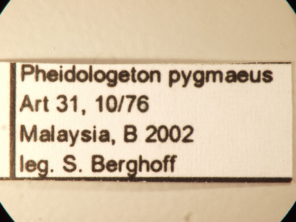 Pheidologeton pygmaeus Emery,1887 Label