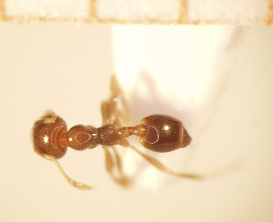 Pheidologeton pygmaeus Emery,1887 dorsal