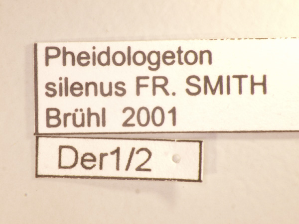 Pheidologeton silenus Smith,1858 Label
