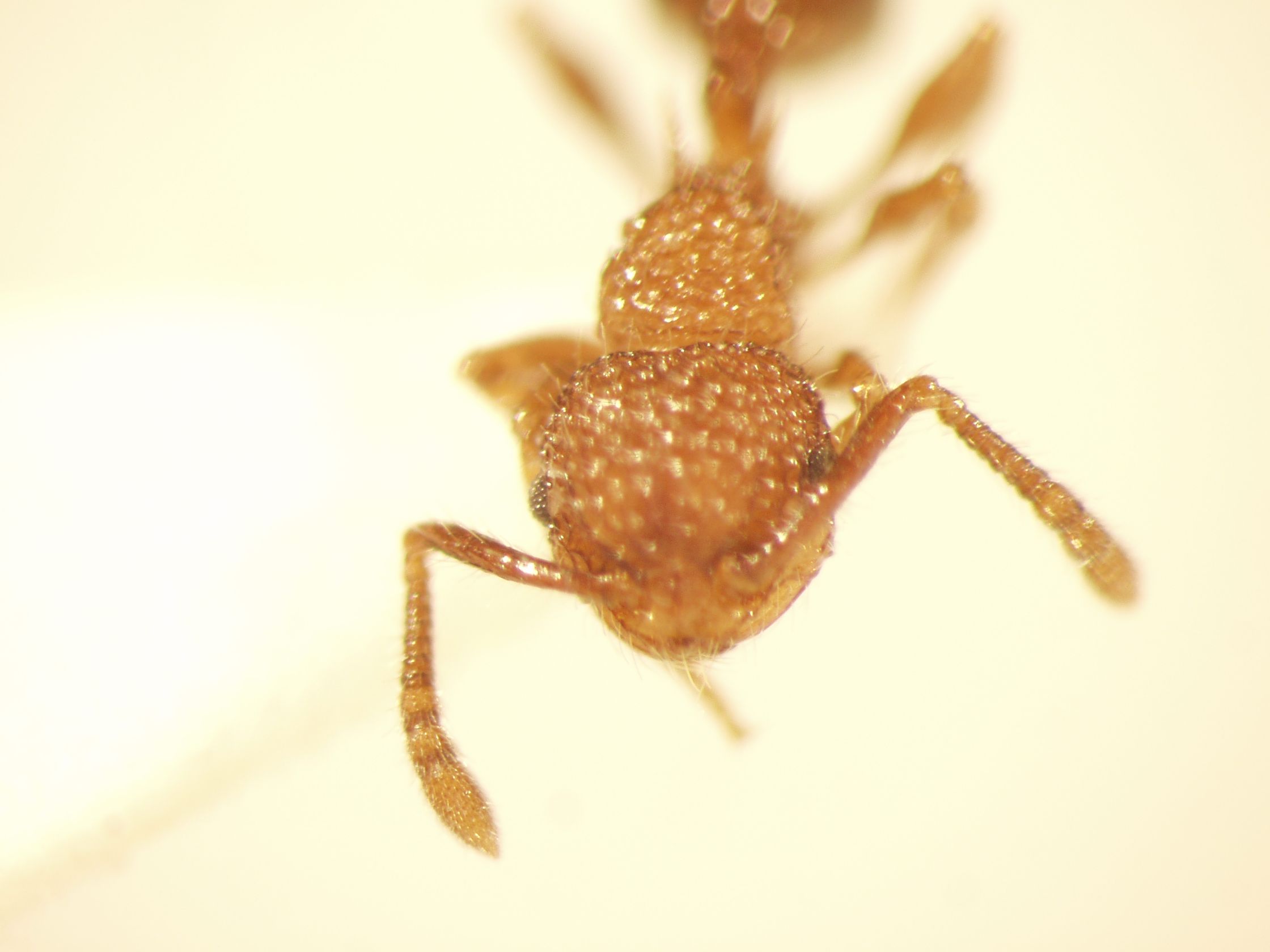 Pristomyrmex 1 frontal