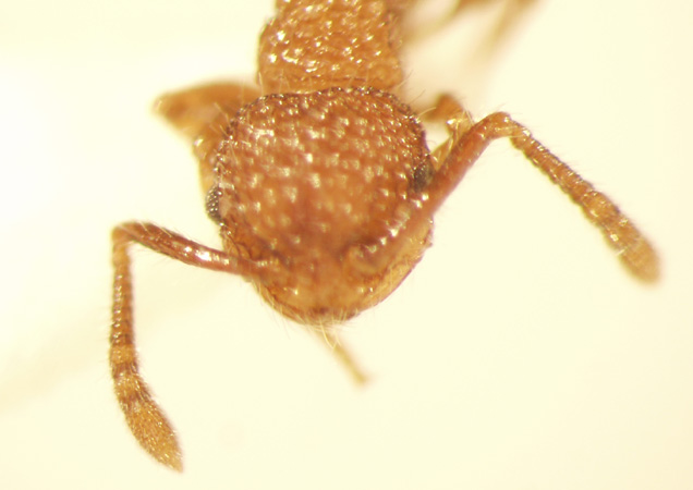 Pristomyrmex 1 frontal