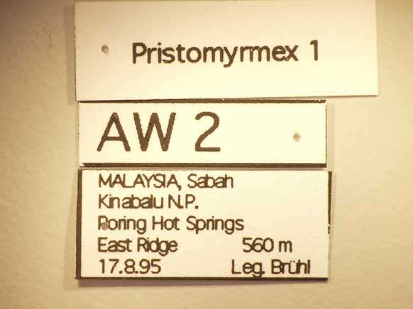 Pristomyrmex 1 Label