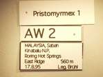 Pristomyrmex 1 Label