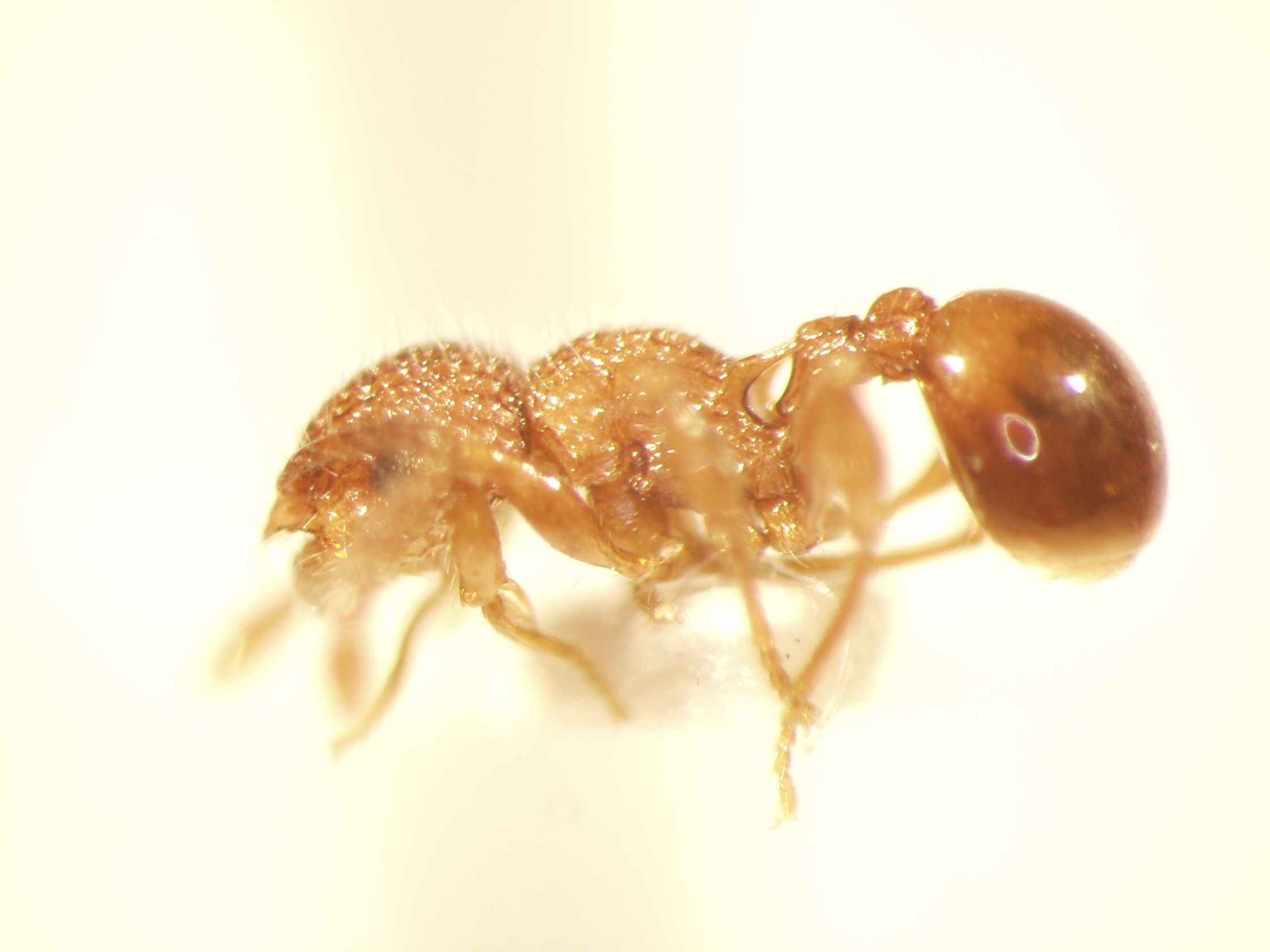 Pristomyrmex 1 lateral