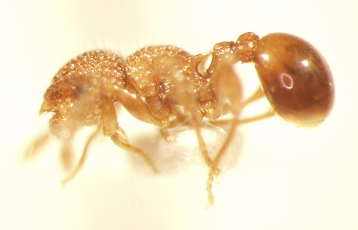 Pristomyrmex 1 lateral