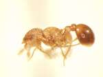 Pristomyrmex 1 lateral