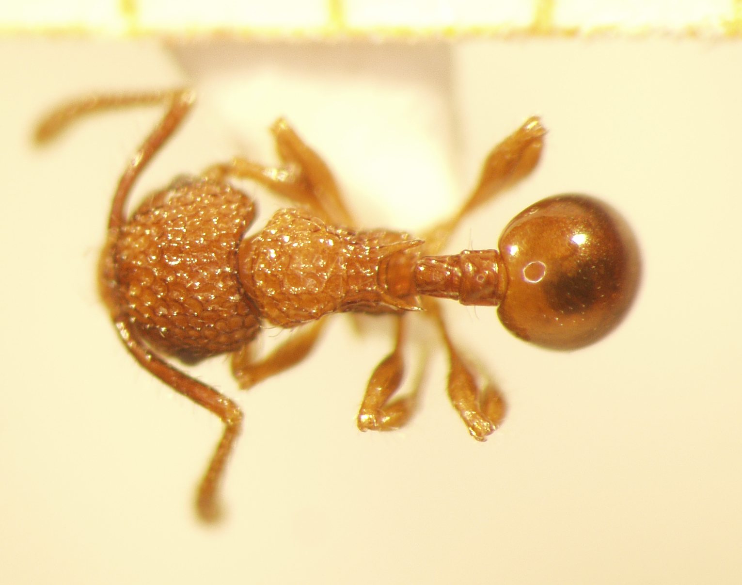 Pristomyrmex 1 dorsal