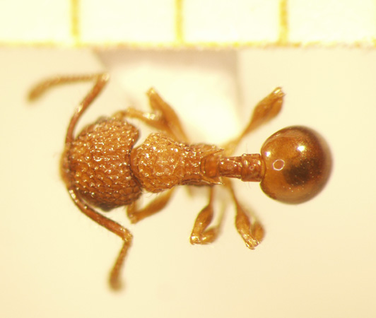 Pristomyrmex 1 dorsal