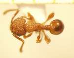 Pristomyrmex 1 dorsal