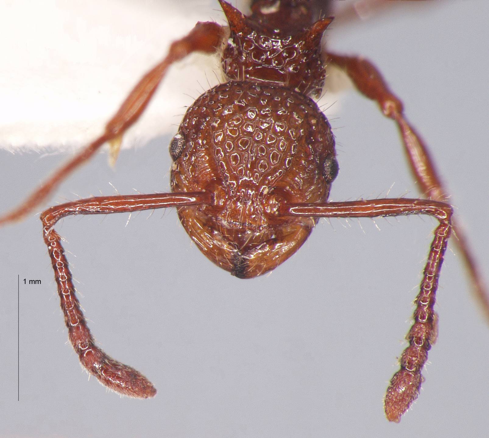 Pristomyrmex bicolor Emery, 1900 frontal