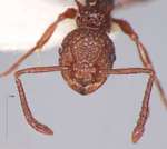 Pristomyrmex bicolor Emery, 1900 frontal