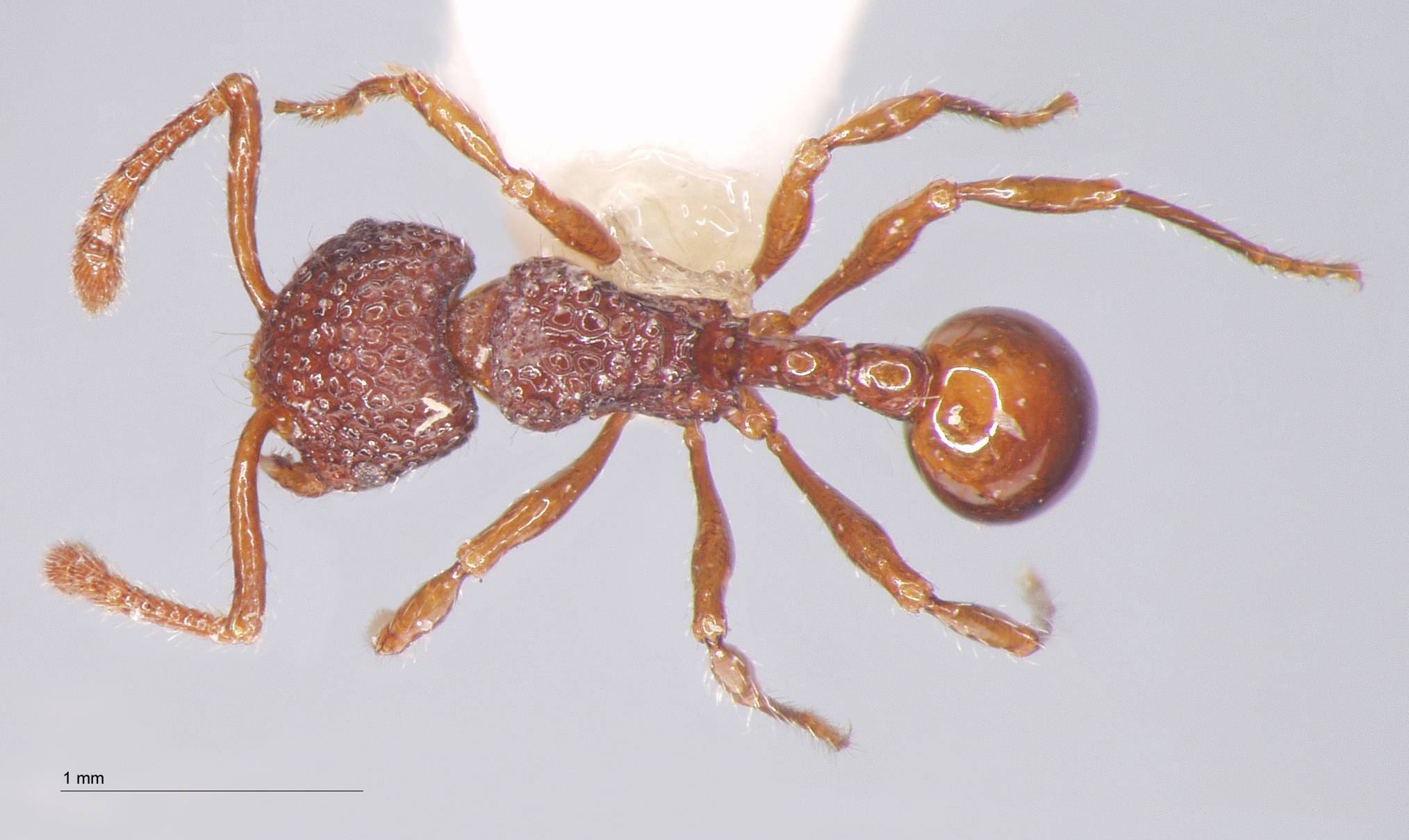 Pristomyrmex brevispinosus Emery, 1887 dorsal