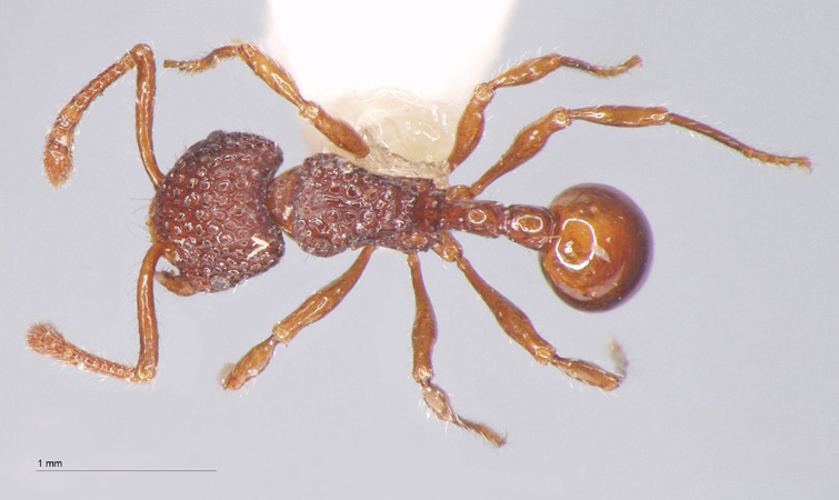 Pristomyrmex brevispinosus Emery, 1887 dorsal