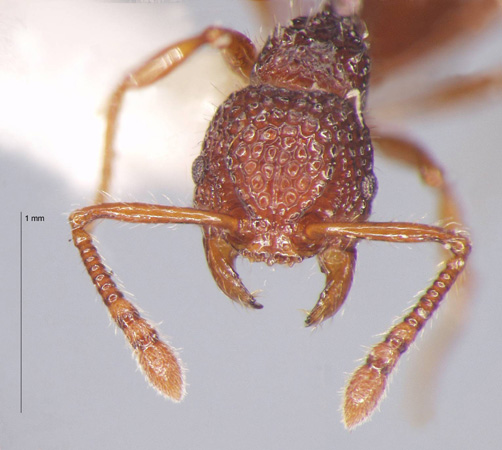 Pristomyrmex brevispinosus Emery, 1887 frontal