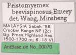 Pristomyrmex brevispinosus Emery, 1887 Label