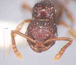 Pristomyrmex rigidus Wang, 2003 frontal