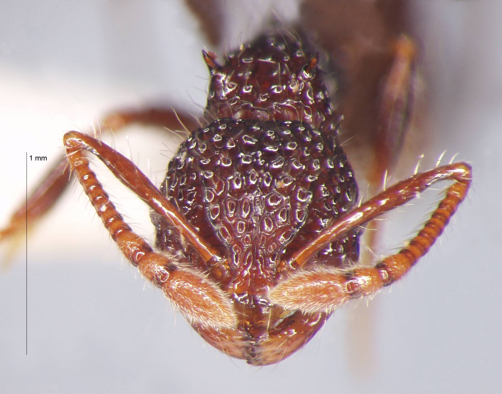 Pristomyrmex sulcatus Emery, 1895 frontal