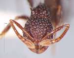 Pristomyrmex sulcatus Emery, 1895 frontal