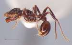 Pristomyrmex sulcatus Emery, 1895 lateral