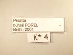 Proatta butteli Forel,1912 Label