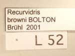 Recurvidris browni Bolton,1992 Label