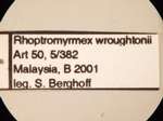 Rhoptromyrmex wroughtonii Forel,1902 Label