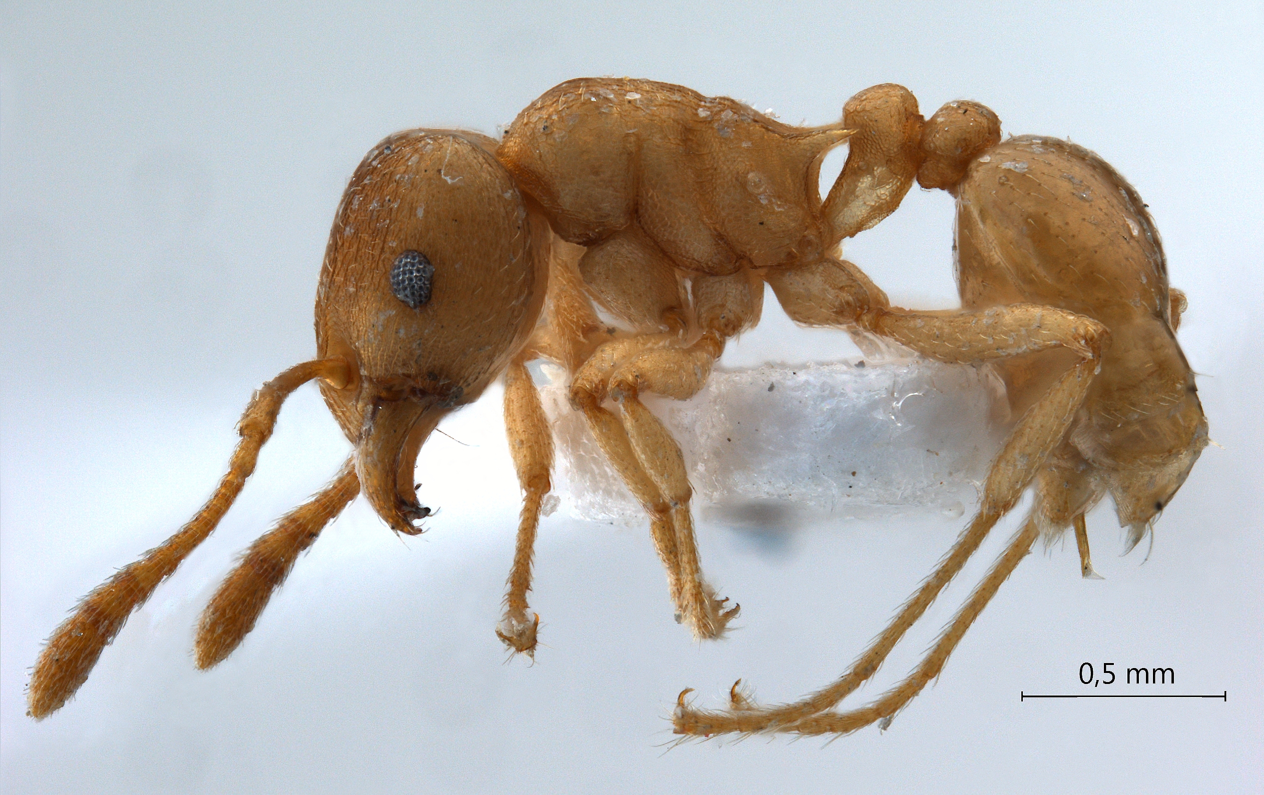 Rhoptromyrmex wroughtonii Forel,1902 lateral