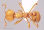 Solenopsis geminata Fabricius, 1804 dorsal