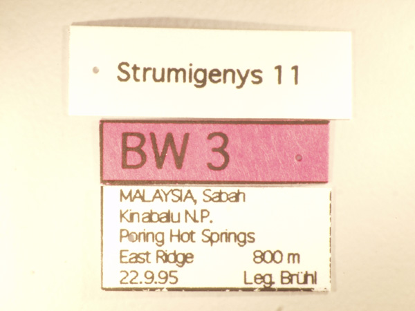 Strumigenys 11 Label