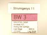 Strumigenys 11 Label