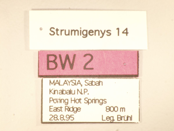 Strumigenys 14 Label