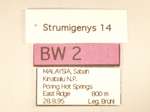 Strumigenys 14 Label