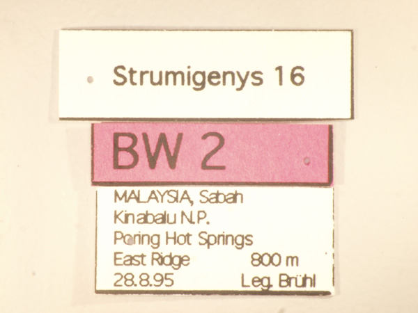 Strumigenys 16 Label
