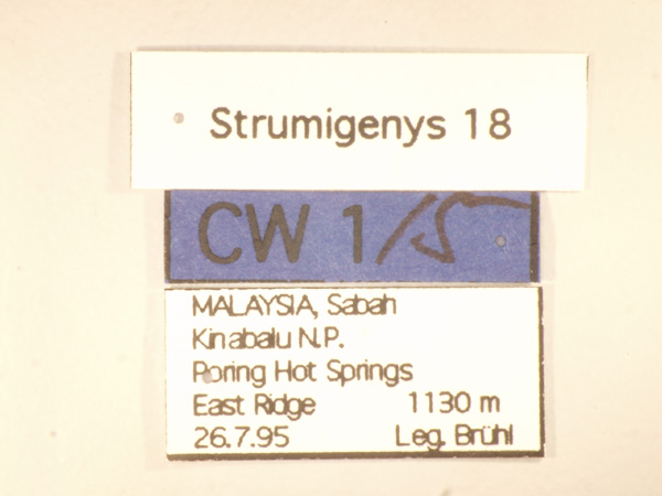 Strumigenys 18 Label