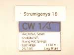 Strumigenys 18 Label