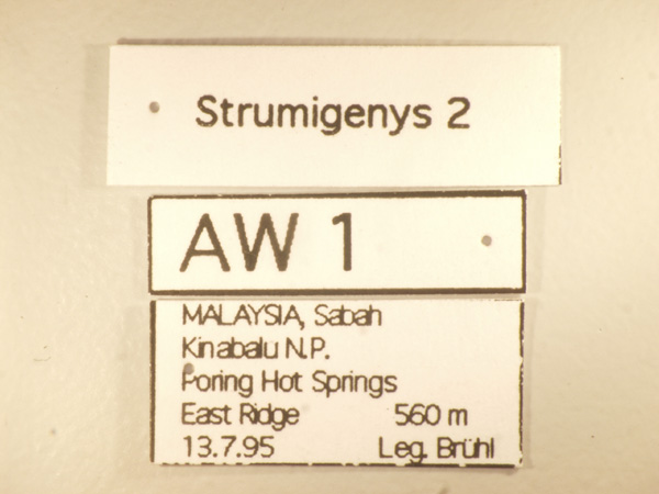 Strumigenys 2 Label